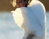 Catherine Mcneil Vogue Australia Gilles Bensimon Part